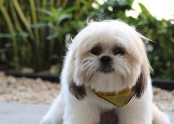 Unleash Your Dog’s Potential: Find Top-Rated Training Classes Near You