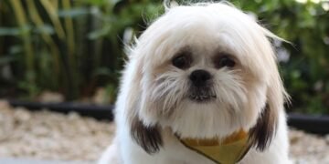 Unleash Your Dog’s Potential: Find Top-Rated Training Classes Near You