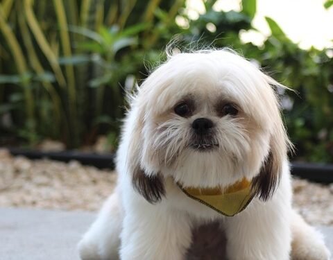 Unleash Your Dog’s Potential: Find Top-Rated Training Classes Near You