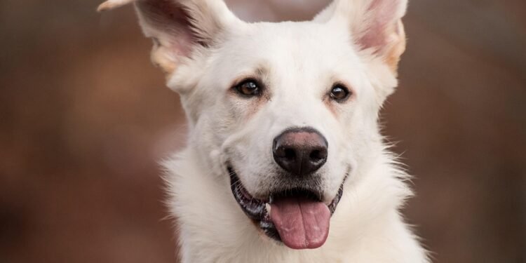 Pawsitively Adorable: The Ultimate Guide to Puppy Shoes for Fashionable Furry Friends