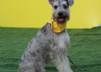 Mastering Dog Potty Training: Find Expert Guidance Near Me