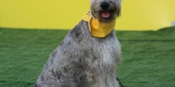 Mastering Dog Potty Training: Find Expert Guidance Near Me