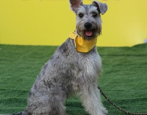 Mastering Dog Potty Training: Find Expert Guidance Near Me