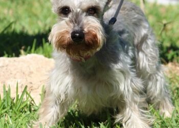 Unleash Your Dog’s Potential: Find the Best Dog School Near Me!