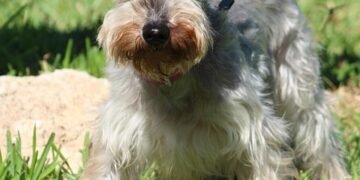 Unleash Your Dog’s Potential: Find the Best Dog School Near Me!