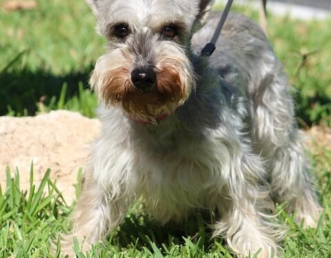 Unleash Your Dog’s Potential: Find the Best Dog School Near Me!