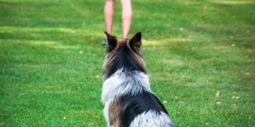 Mastering Canine Aggression: Find Expert Training Near You