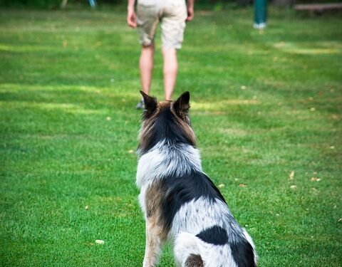 Mastering Canine Aggression: Find Expert Training Near You