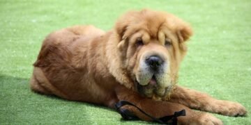 Mastering Dog Aggression: Find Expert Training Near You