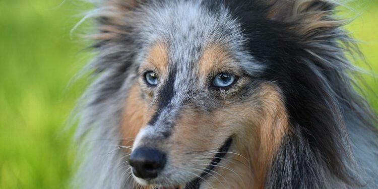 Unleash the Healing Power: Therapy Dog Training Near Me