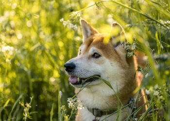 Shiba Inu with bleeding ears receiving care and attention from its owner.