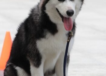 Pawsitive Progress: Unleash Your Dog’s Potential with Local Training Classes