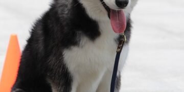 Pawsitive Progress: Unleash Your Dog’s Potential with Local Training Classes