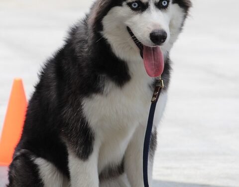 Pawsitive Progress: Unleash Your Dog’s Potential with Local Training Classes