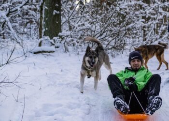 Cozy Canine Couture: The Ultimate Guide to Puppy Sweaters