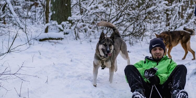 Cozy Canine Couture: The Ultimate Guide to Puppy Sweaters