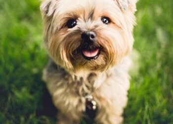 Unlock Your Dog’s Potential: Free Training Sessions Near You!