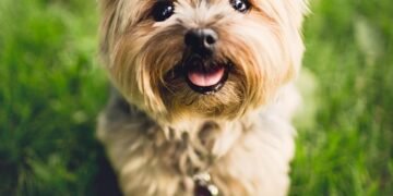 Unlock Your Dog’s Potential: Free Training Sessions Near You!