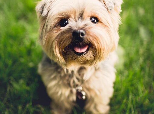 Unlock Your Dog’s Potential: Free Training Sessions Near You!