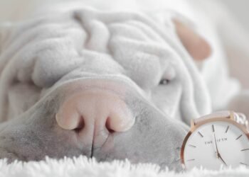 Paw Protection: The Ultimate Guide to Dog Boots for Happy and Healthy Paws