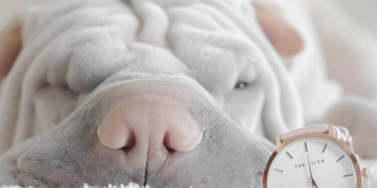 Paw Protection: The Ultimate Guide to Dog Boots for Happy and Healthy Paws