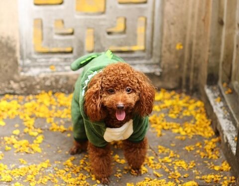 Pawsitively Pawesome: Must-Have Dog T-Shirts for Every Pup Parent