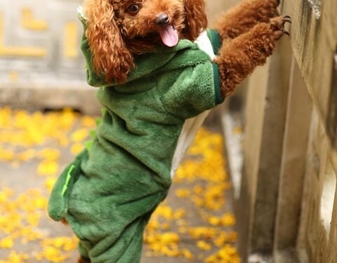 Pawsitively Hilarious: The Top Dog Outfits Guaranteed to Make You Howl!