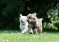Two small hypoallergenic dogs playing together in a garden setting.