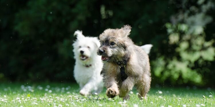 Two small hypoallergenic dogs playing together in a garden setting.