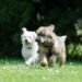 Two small hypoallergenic dogs playing together in a garden setting.