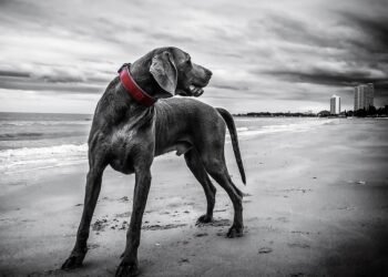 Pawsitive Progress: Unleashing Your Dog’s Potential with Local Training Classes