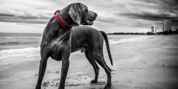 Pawsitive Progress: Unleashing Your Dog’s Potential with Local Training Classes