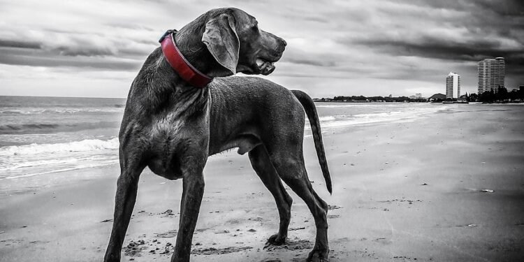 Pawsitive Progress: Unleashing Your Dog’s Potential with Local Training Classes