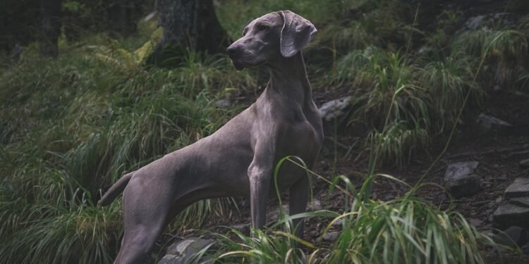 Pawsitively Stylish: The Ultimate Guide to Dog Shorts