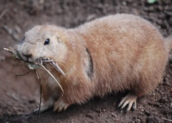 Gentle on the Tummy, Soothing on the Skin: The Ultimate Guide to the Best Dog Food for Sensitive Stomachs and Skin Allergies