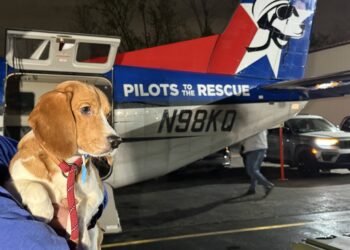 1,500 Beagles Rescued from Wisconsin Lab Farm – Here’s Where They’re Going