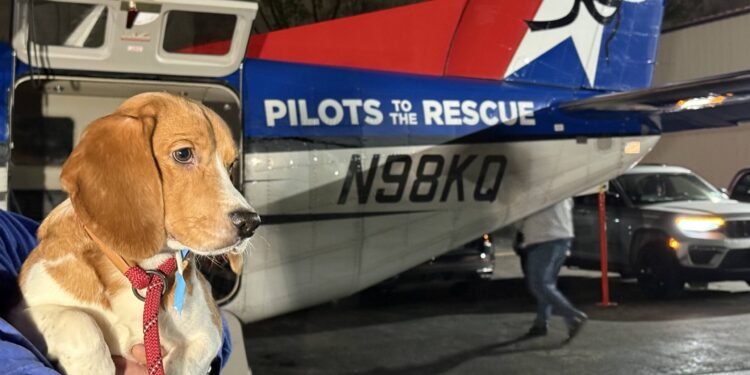 1,500 Beagles Rescued from Wisconsin Lab Farm – Here’s Where They’re Going