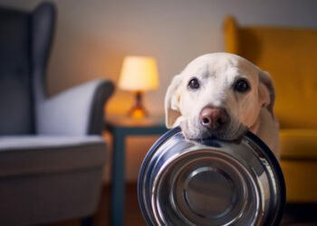 Never Run Out of Your Dog’s Essentials Again