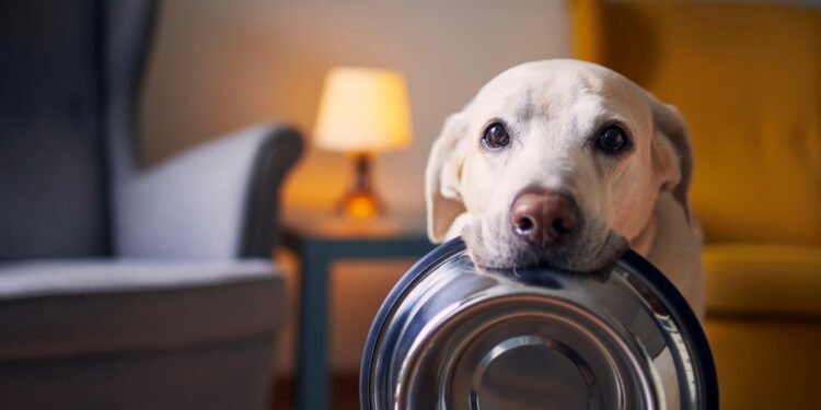 Never Run Out of Your Dog’s Essentials Again