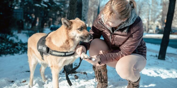 Can I Put Vaseline on My Dog?