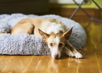 Helping a Rescue Dog Adjust to a New Home