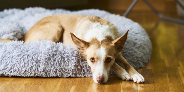 Helping a Rescue Dog Adjust to a New Home