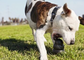 Best Dog Toys for Heavy Chewers