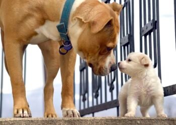 How Do Dogs Communicate With Each Other?