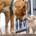 How Do Dogs Communicate With Each Other?