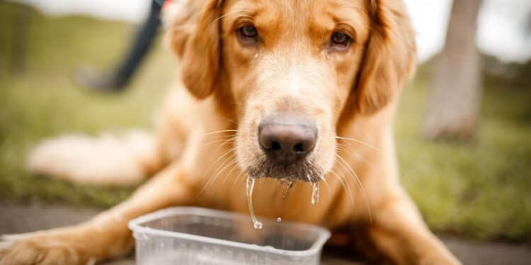 Laryngeal Paralysis in Dogs: Symptoms, Treatment, and What To Do