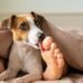 Why Do Dogs Lick Your Feet? Understanding This Quirky Canine Behavior