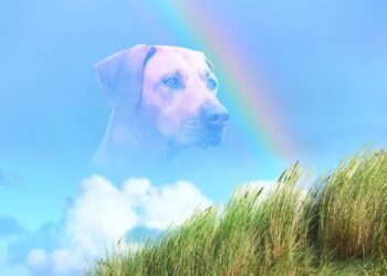 When Seizures Win in Dogs