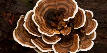 Turkey Tail Mushrooms for Dogs