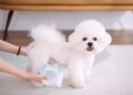 Male Dog Wraps for Urine